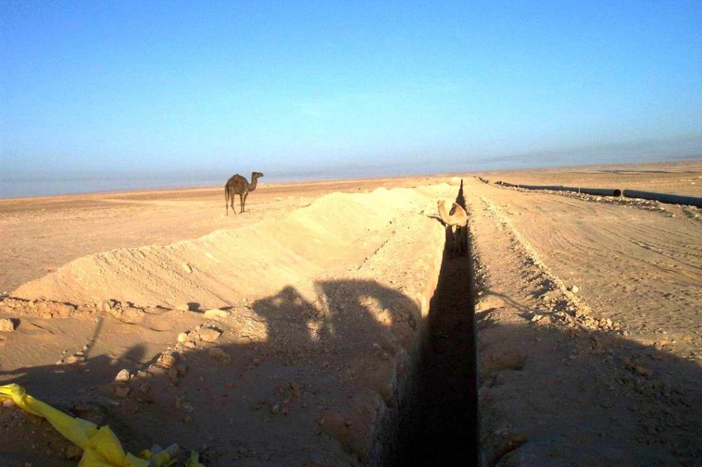 Camel watching camel in pipe line trench b.jpg